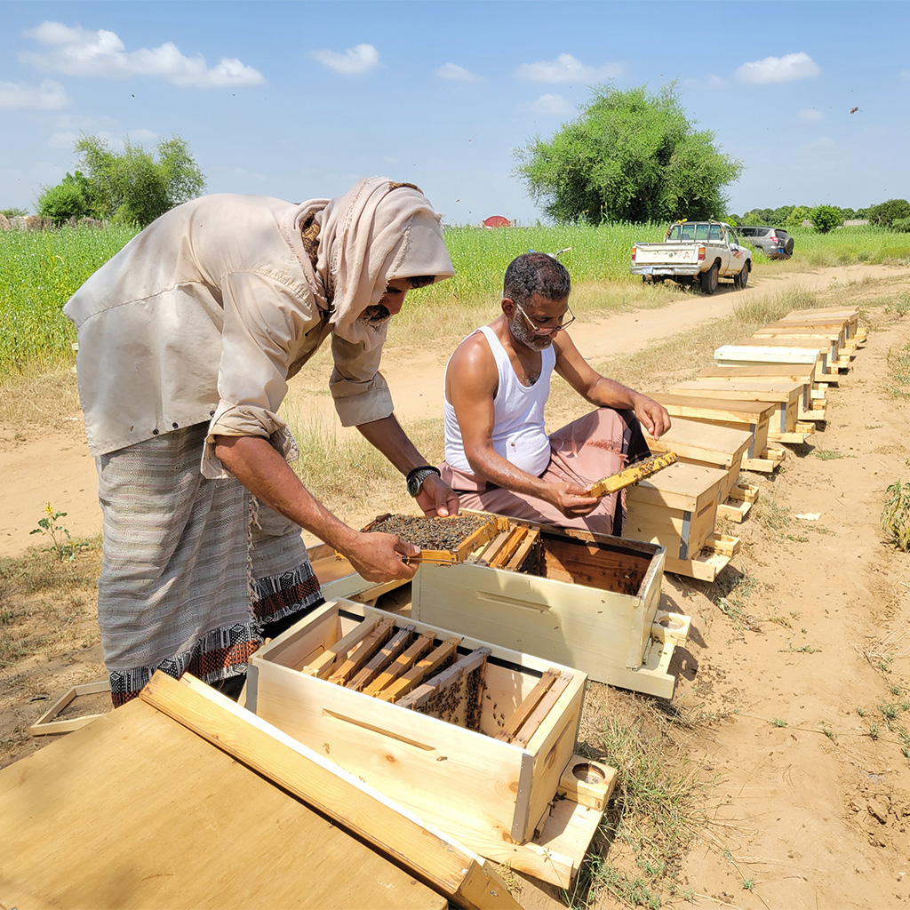 Bienenzüchter Jemen