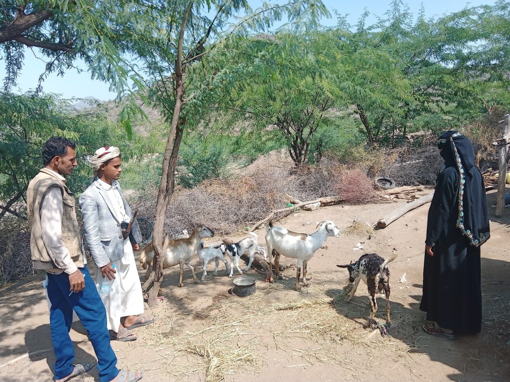 Livestock consultants assess goats during a women's livelihoods project visit in Yemen