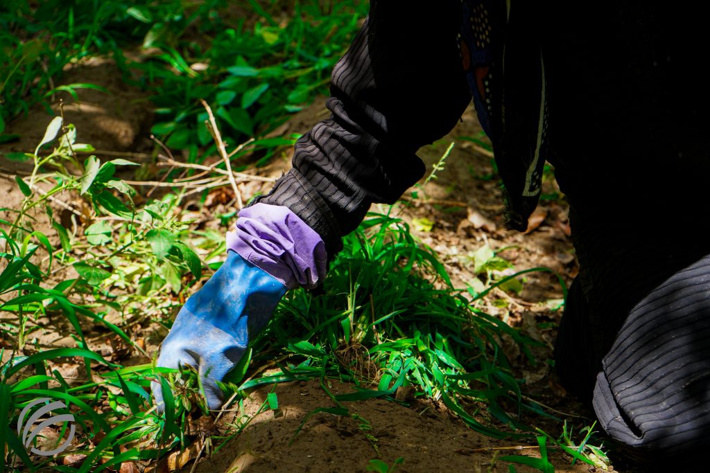 Yemen Reforestation