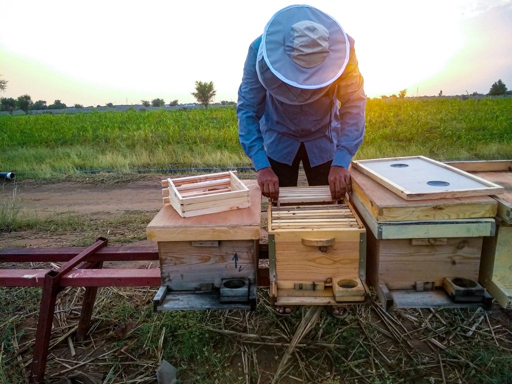 Yemen Honey Production